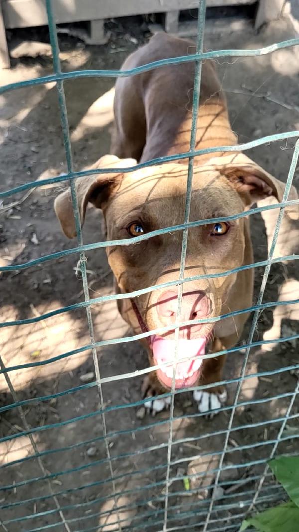 Zoro_Splendido Pitbull Red Nose Foto 9